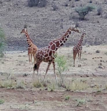 Africa Vacations & African Safaris