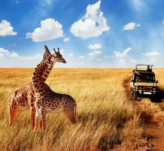 African Safaris