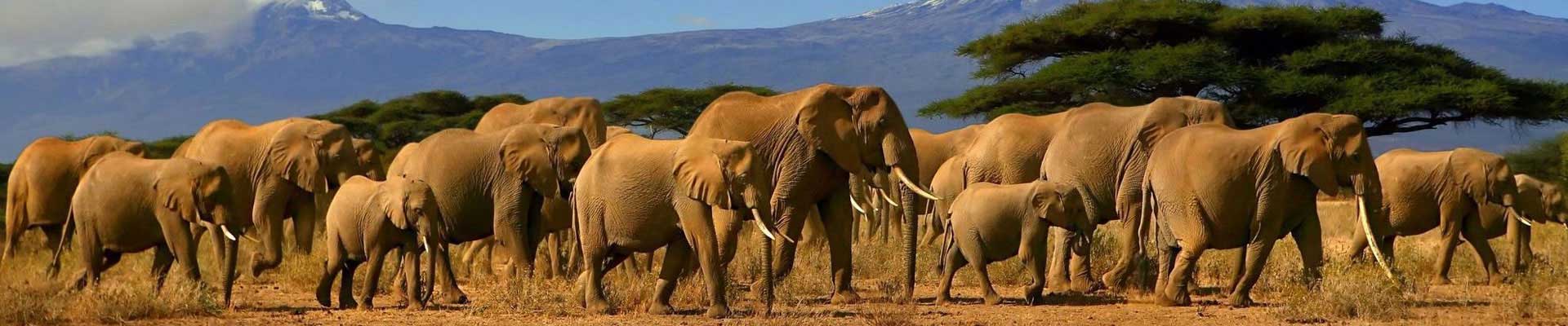 Africa Vacations & African Safaris