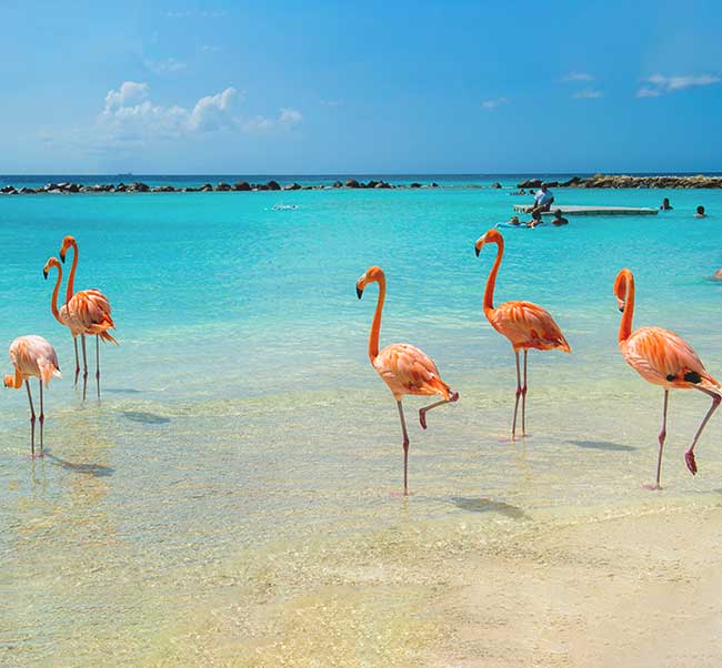 Aruba Vacations