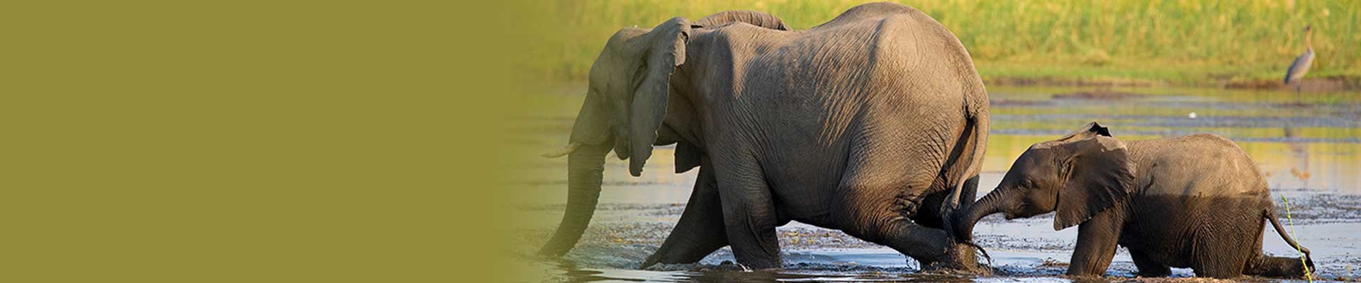 African Travel, Inc.